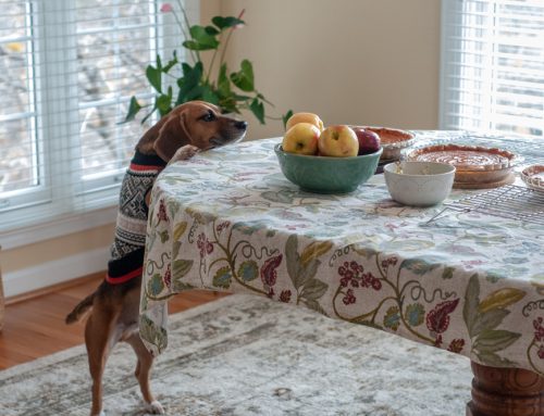 Thanksgiving Pet Safety: Simple Tips to Keep Your Pets Happy and Healthy in Stanton