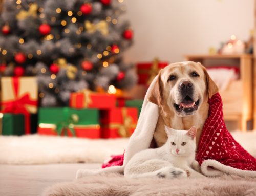 Holiday Hazards for Pets: What You Need to Know to Keep Them Safe