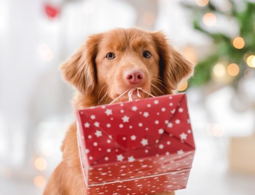 Top Pet-Safe Holiday Gifts for a Happy Season