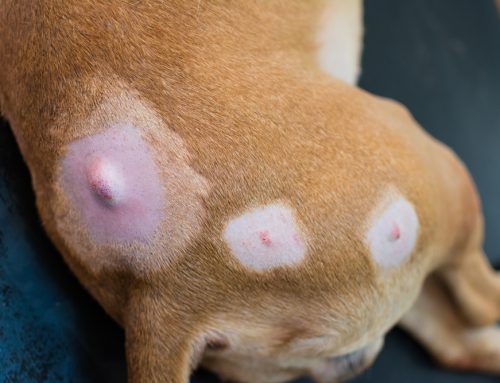 Lumps and Bumps on Your Pet: When Should You Worry?