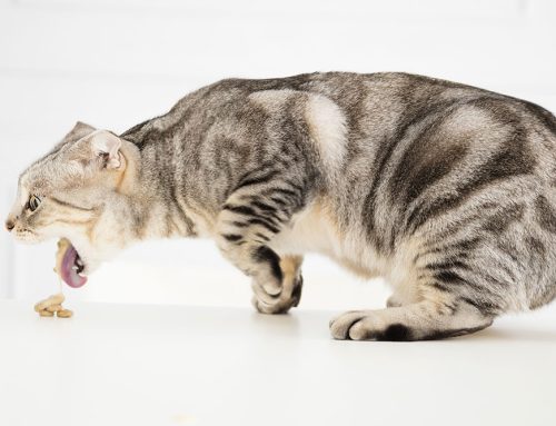 Why Is My Cat Vomiting? We Break Down the Top Reasons