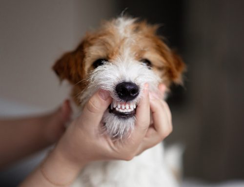 Consequences of Not Getting Regular Dental Care for Pets