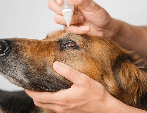 Eye Problems in Pets: Common Issues and Urgent Care Needs