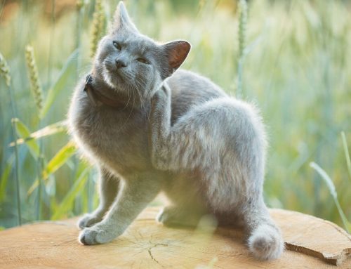 Flea Allergy Dermatitis: Prevention and Treatment