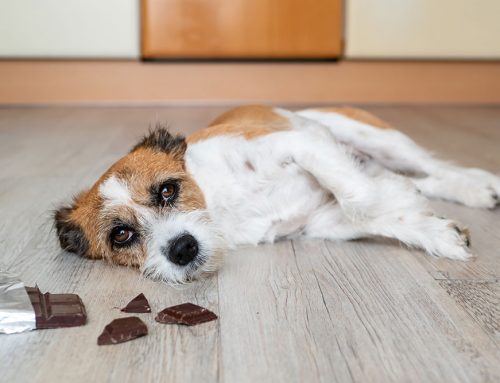 Foreign Body Removal Surgery: What Happens When Your Pet Eats Something They Shouldn’t