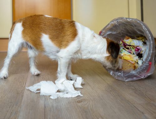 Foreign Body Removal Surgery: What Happens When Your Pet Eats Something They Shouldn’t